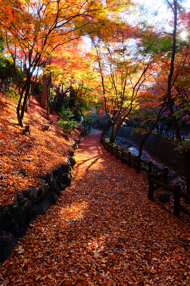 第11回写真コンテスト_優秀賞「紅葉の散策道」原田正信さま